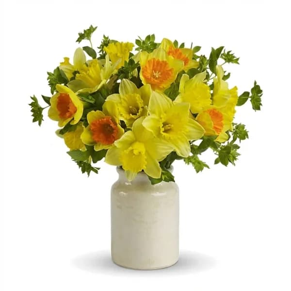 Daffodil Daydream