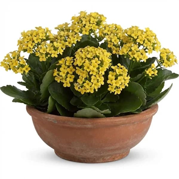 Golden Delight Garden Plant